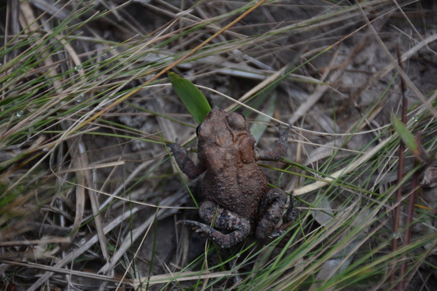 american_toad_2